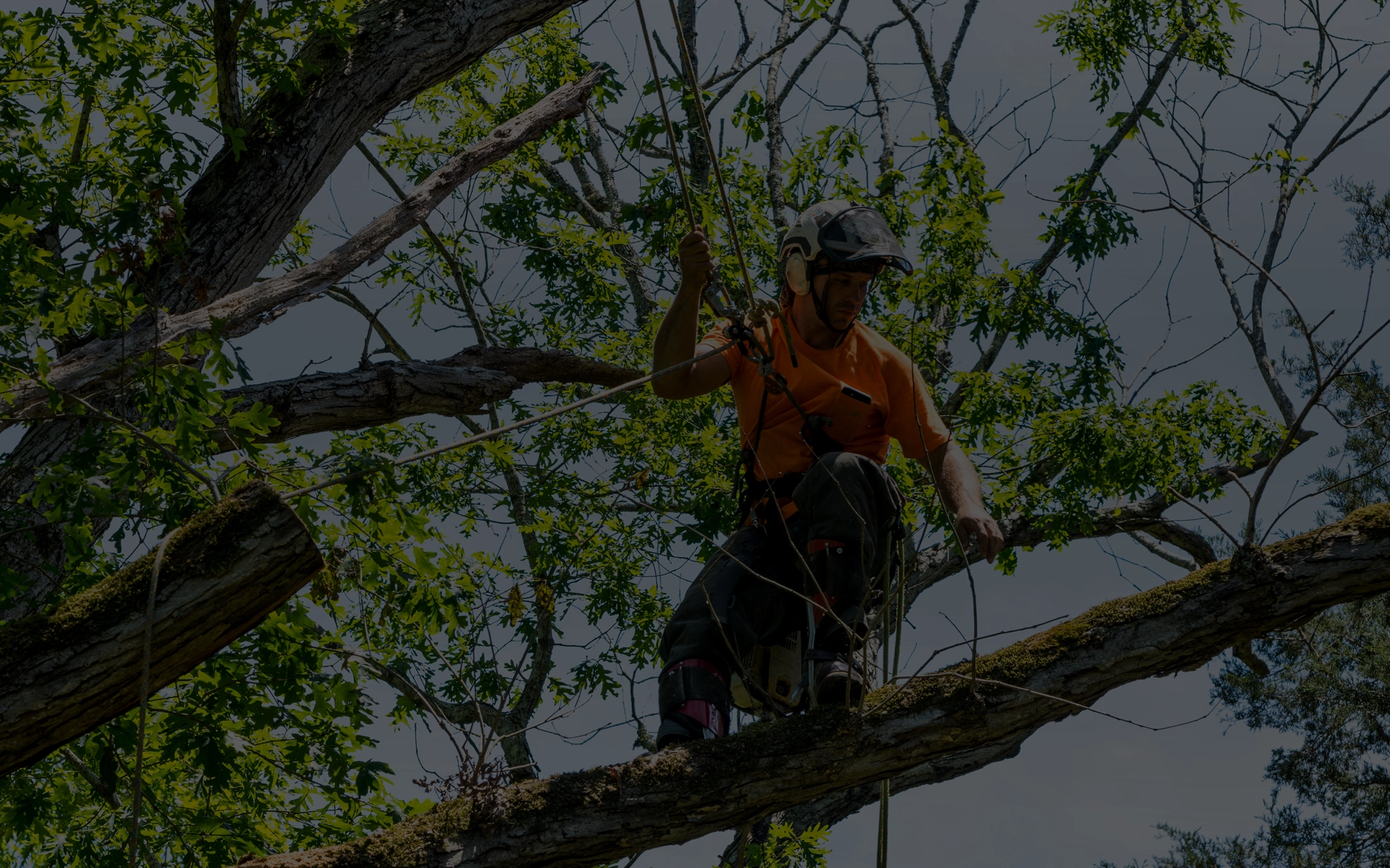 Gestion de l’arboriculture et santé des arbres au Québec